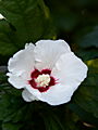Hibiscus syriacus-4 Ketmia syryjska